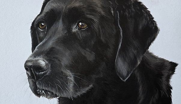 Macie - a memorial portrait for a hero dog