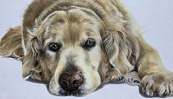 Hudson - Memorial for the family Golden Retriever