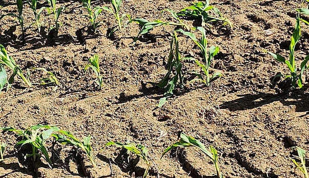Better crops using N Smart coated urea