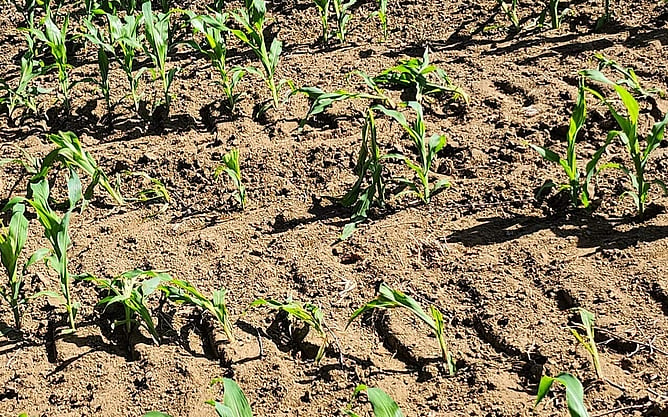 A photo showing damage from machinery tires to newly germinated maize plants