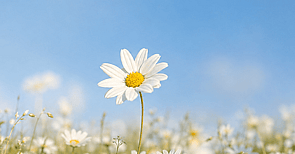 SUN 27 SEPTEMBER