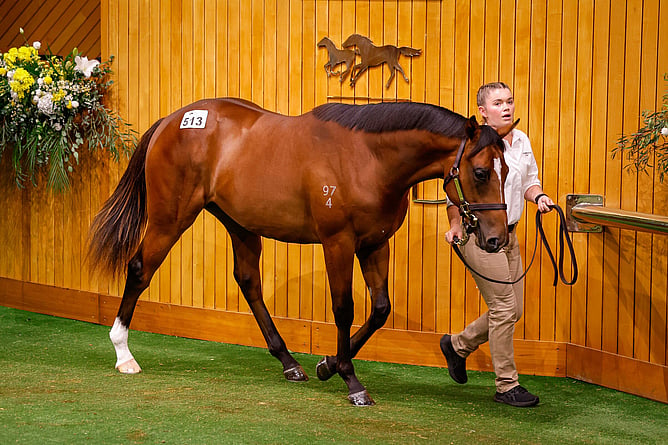 Lot 513, a colt by Sword of State fethced $1.1m at Karaka 2026
