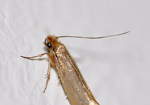 Moths in clothes