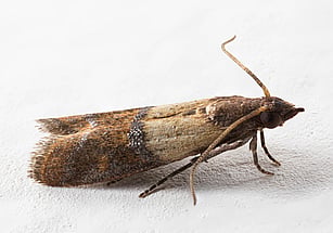 Indian Meal Moth infestation