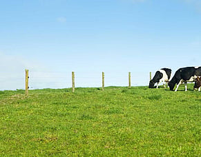 Iodine in mating