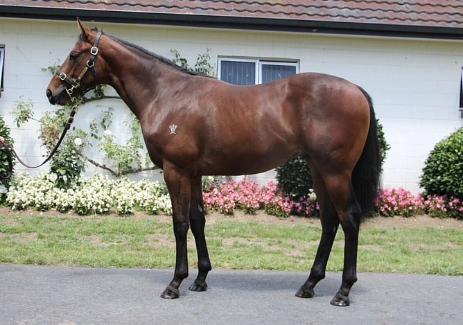 Nonu pictured as a yearling. - Photo: NZB