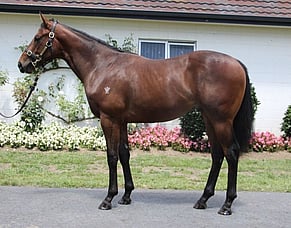 Karaka graduate Nonu impresses at Sydney trials