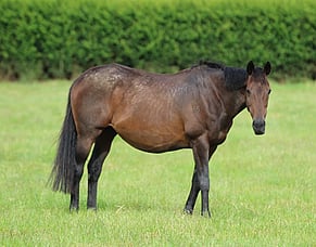 Waikato Stud farewells Atishu&rsquo;s dam Posy at 17