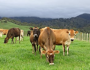 Mating Mastery: A Guide to Preparing Heifers for Breeding Success