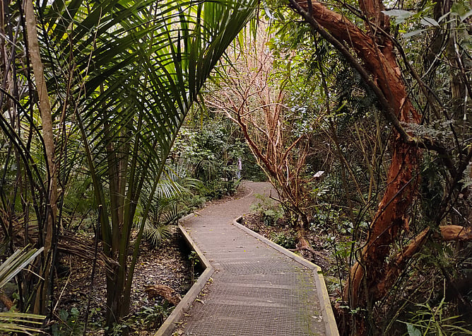 Forest path at Zealandia nature sanctuary in Wellington, New Zealand