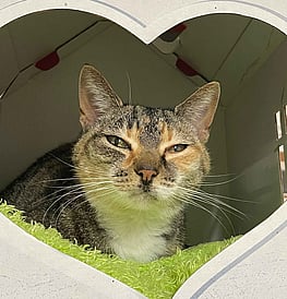 Tigerfoot - Loves children!