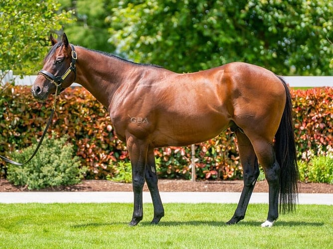 Cambridge Stud stallion Sword Of State.  - Photo: supplied