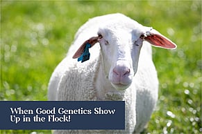 When Good Genetics Show Up in the Flock