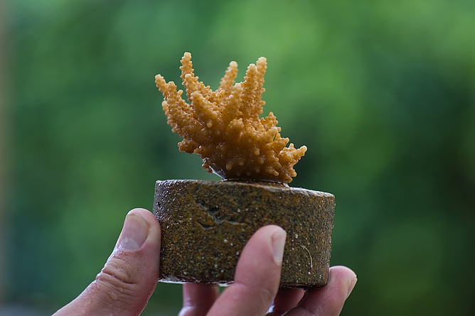 A researcher holds up a coral fragment attached to a cement plug in a laboratory on Kunfunadhoo Island, Maldives