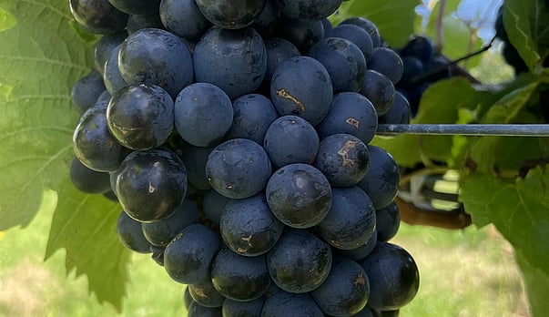 Wine of the week - Affordable Ballasalla Pinot Noir