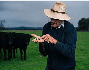 Dung beetles: small insects making a big impact on New Zealand farms