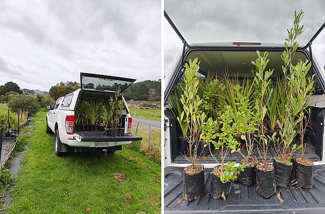 MEG collecting 300 plants to help revegetate coastal forest in Coromandel