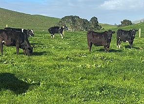 40 x Crossbred Friesian In-Calf Heifers - Complete Line - BW: 240, PW: 228Jason Roberts, 027 707 1271