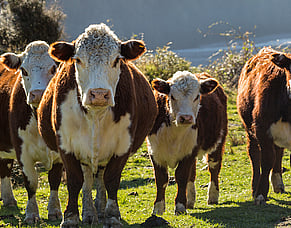 Preparation for Beef Cow Mating Season