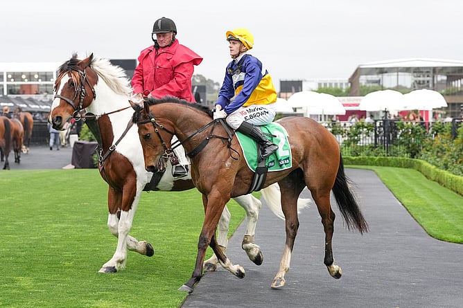 Saintly Dancer returns after winning the Gr.2 Edward Manifold Stakes (1600m) at Flemington on Saturday.   - Photo: Brett Holburt Racing Photos