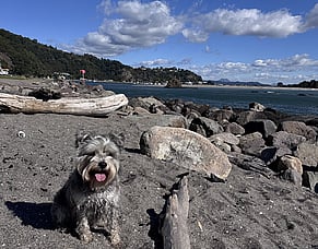 Best Dogs Walks in the Eastern Bay of Plenty