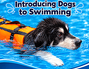 Introducing Dogs to Swimming