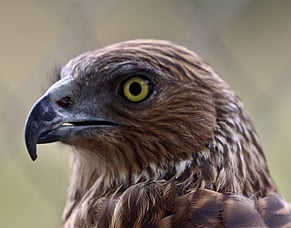 H5 Bird Flu Update