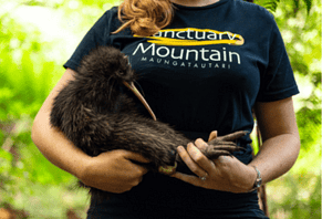 Record-breaking 800 kiwi translocated from Sanctuary Mountain Maungatautari