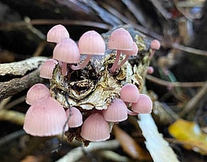 Forest Fungi