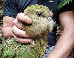 Kākāpō One-Year Anniversary