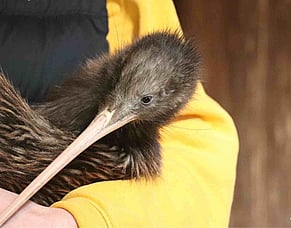 Kiwi Translocation Season 2024
