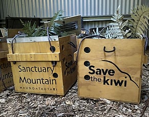 Kiwi Translocation Season is underway!