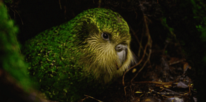 Kākāpō relocated to reduce monitoring load