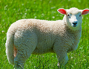 Pain Relief at Tailing and Castration