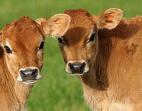 Weaning Dairy Calves: Rumen Development is the Key