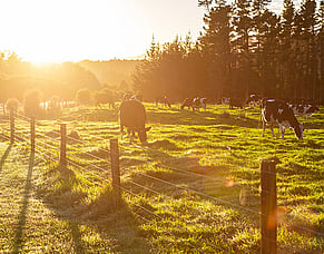 Phantom Scanning: Find the Empty Cows While There is Still Time