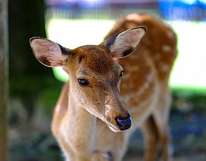 Deer Fawning: The Importance of Hind Condition and Nutrition