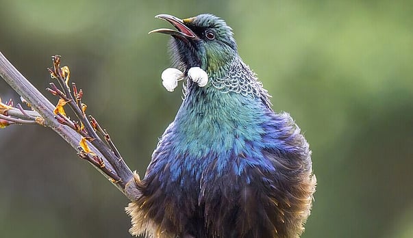 How to Tui
