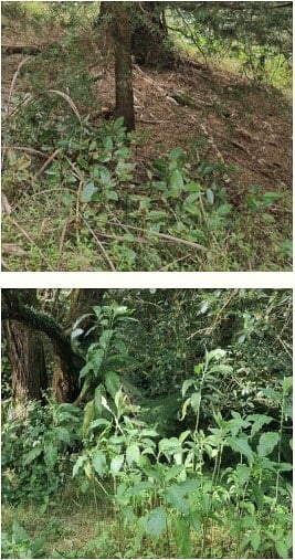 Patches of Tairere seedlings (above) and Woolly Nightshade (below) observed growing under previous Kererū nesting sites. Photos supplied by Andrew Sinclair