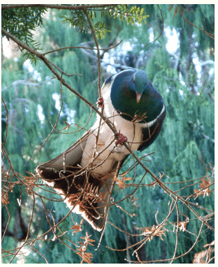 Kererū on watch. Photo: Amber Sims