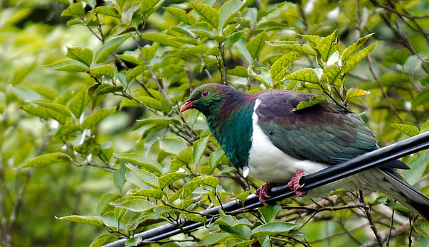 Kererū: More Than Just a Pretty Face