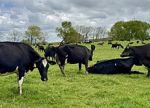 300 x Predominantly Friesian Cows. Some Kiwi X. - BW: 108, PW: 141Harrison Levien, 027 496 7410
