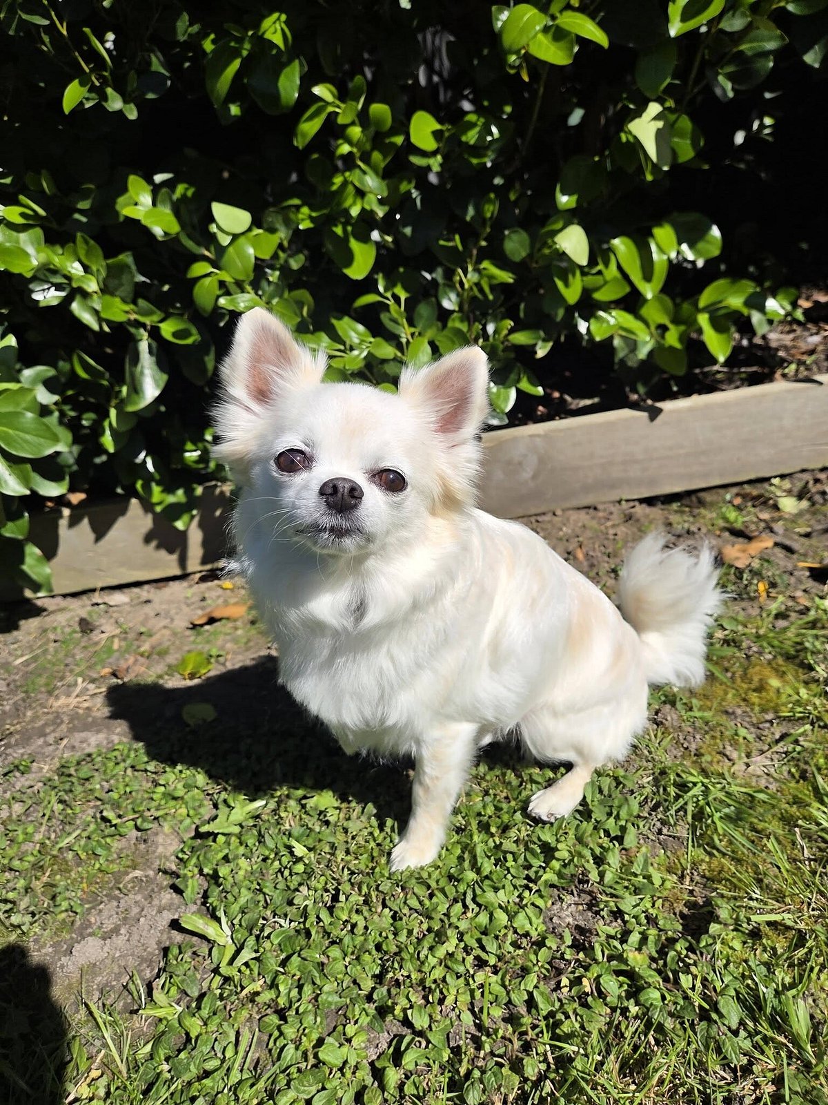 The Rescue Project Mateo | The Dog Rescue Project