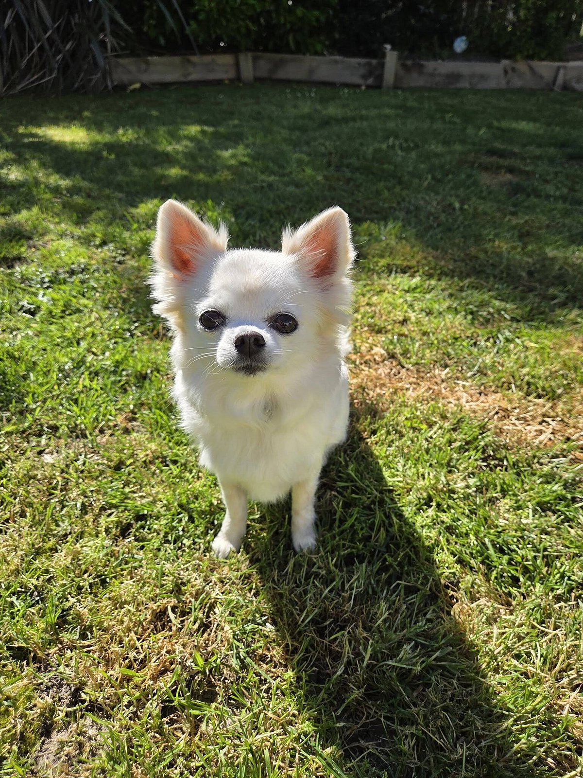 The Rescue Project Mateo | The Dog Rescue Project