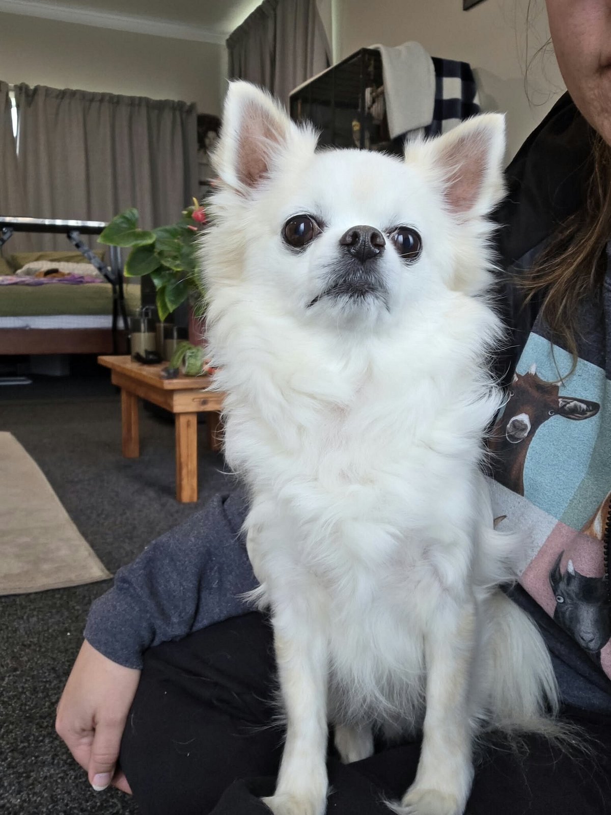 The Rescue Project Mateo | The Dog Rescue Project
