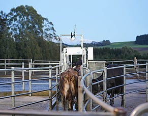 Herd-i backs future farmers by sponsoring New Zealand Dairy Industry Awards