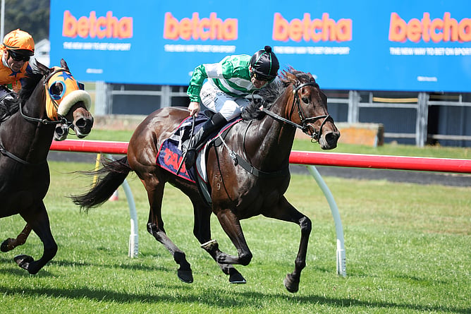 Group One performer Who Knows. - Photo: Peter Rubery (Race Images)