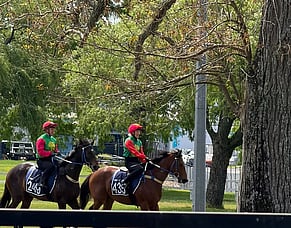 Trelawney Stud&rsquo;s four impress at Te Rapa breeze-ups