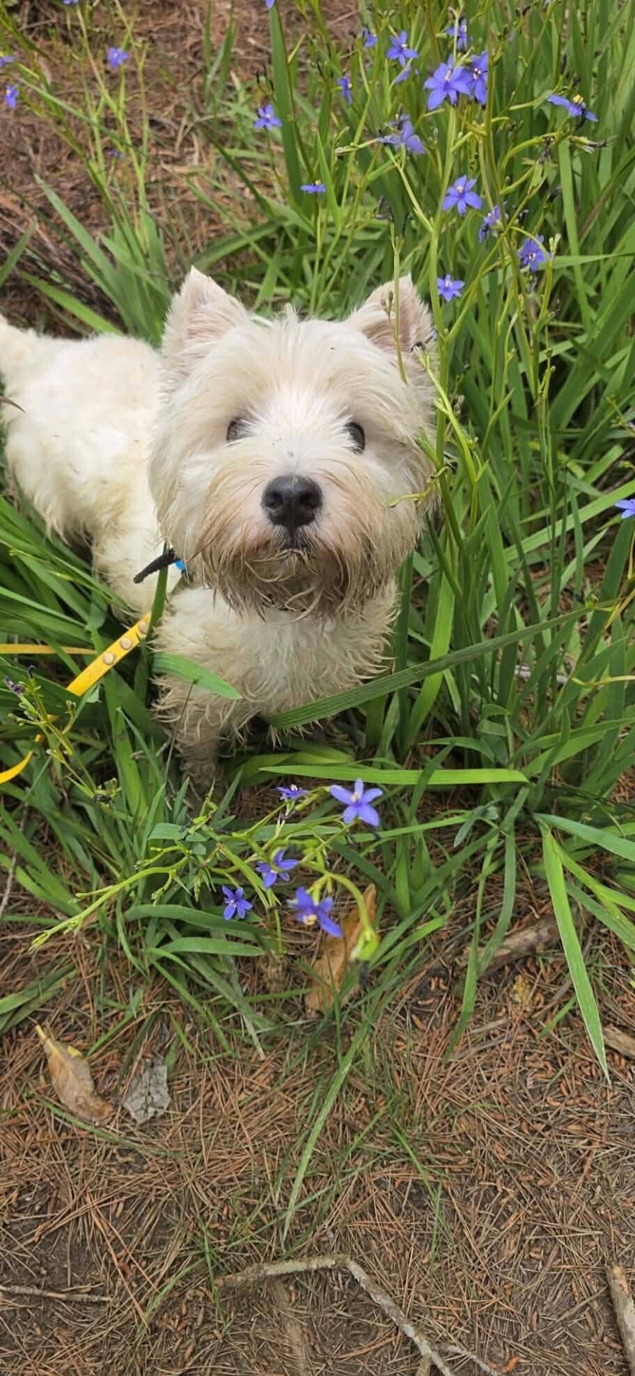 Callan | The Dog Rescue Project