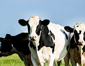 Mating Tips: Set Your Herd Up for Success